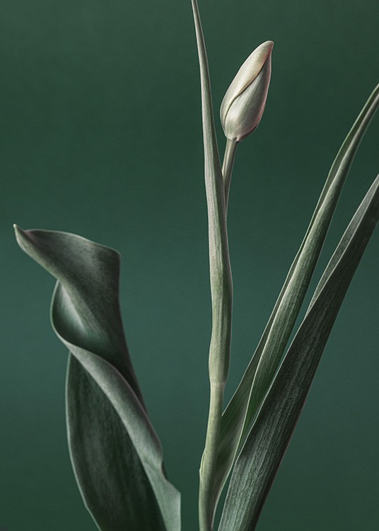  – Fotografi av en tulipan med en grønn knopp og grønne blader mot en mørkegrønn bakgrunn