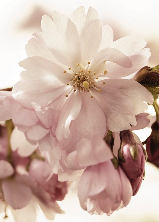  – Nærbilde av rosa kirsebærblomster