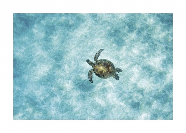  – Flyfoto av en havskilpadde som svømmer i havet med klart, blått vann
