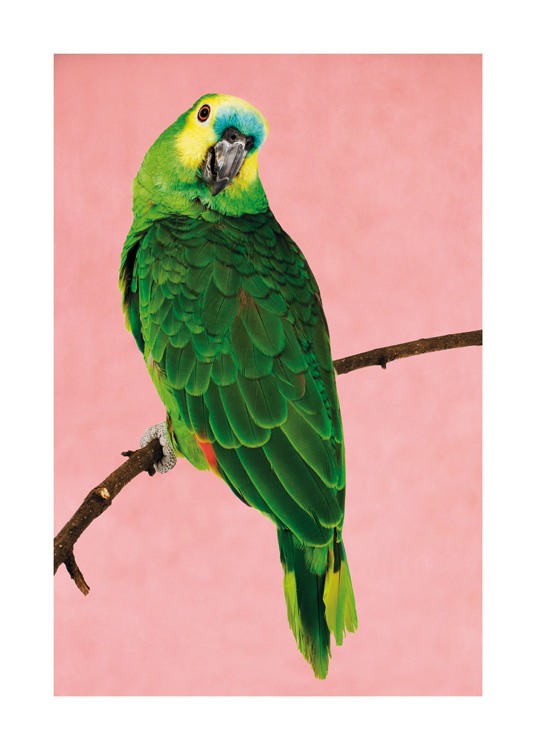  – Fotografi av en grønn papegøye med gult og blått hode, som sitter på en grein mot en rosa bakgrunn