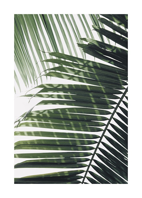  – Fotografi av et grønt palmeblad, med et annet blad i bakgrunnen