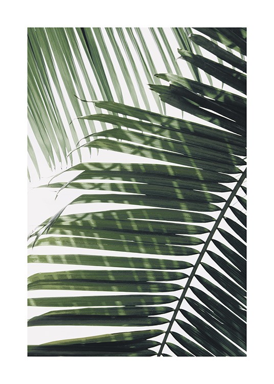 Sunray Palm Plakat