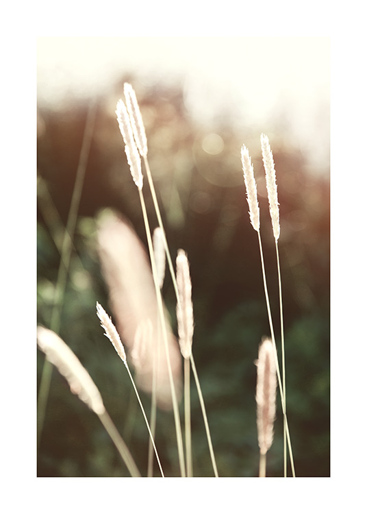  – Fotografi av gress i sollyset, mot en mørkegrønn, uklar bakgrunn