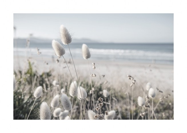  – Fotografi av gress med hvite blomster, med havet og en strand i bakgrunnen