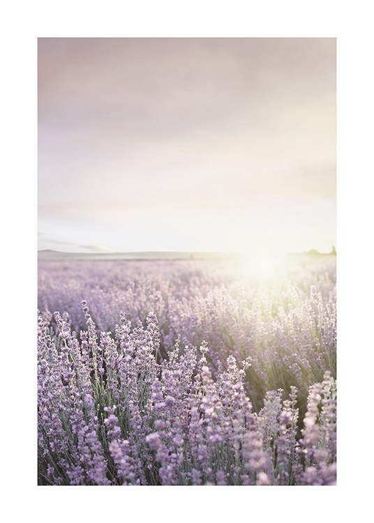  – Fotografi av en eng full av lilla lavendel, med solen i bakgrunnen
