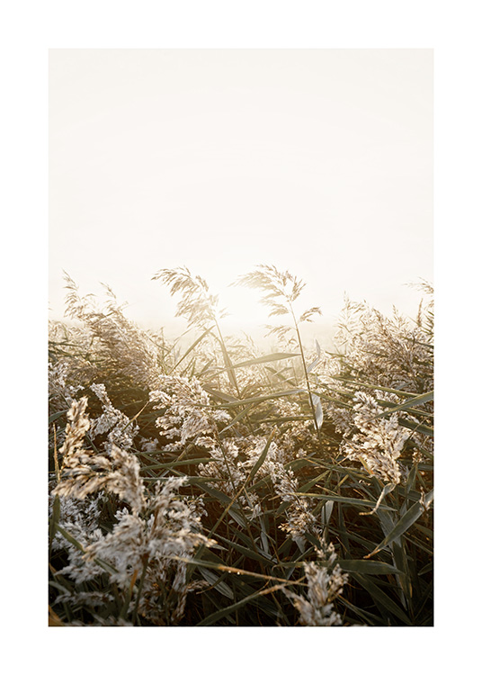 – Fotografi av beige og grønt gress i en eng ved solnedgang