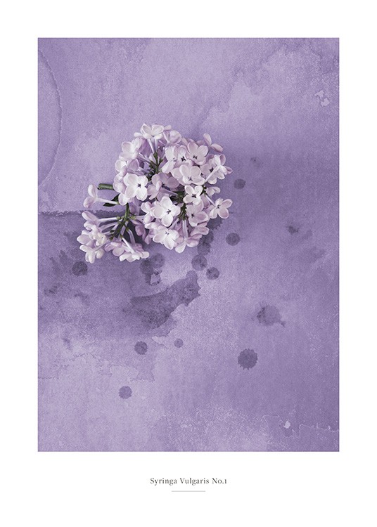  – Fotografi av en lilla syrinblomst mot en lilla bakgrunn med vannflekker på