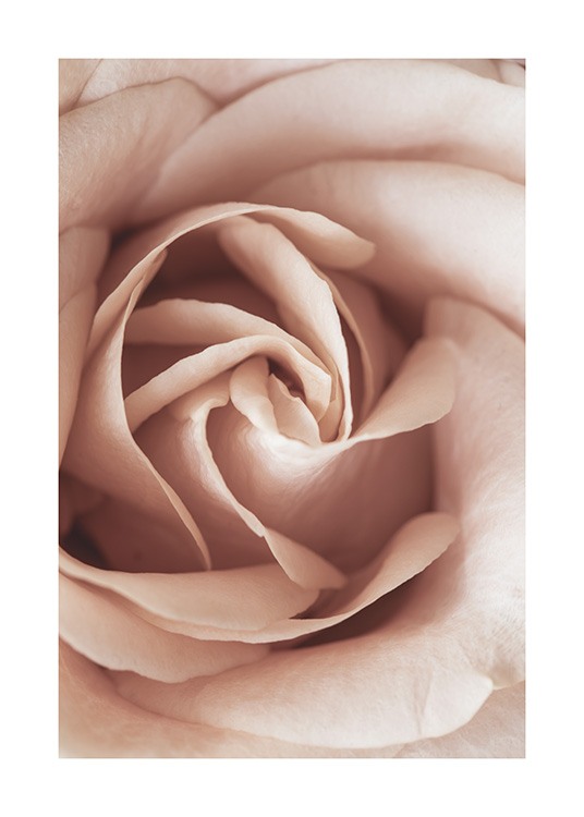  – Nærbilde av en lyserosa rose