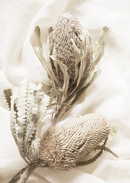  – Fotografi av to tørkede blomster i beige, mot en hvit stoffbakgrunn