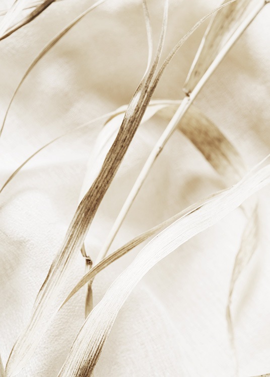  – Nærbilde av et beige blad på tørket gress