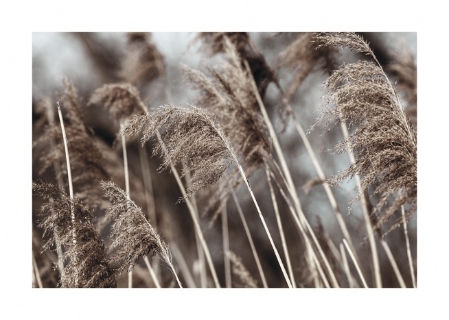  – Fotografi av tørket, beige gress i en eng