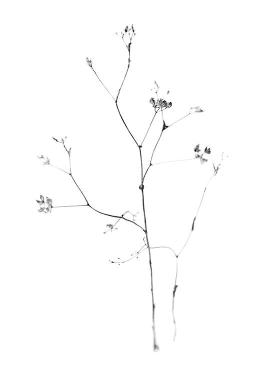 – Svarthvitt-fotografi av små blomster på en tynn gren, mot en hvit bakgrunn