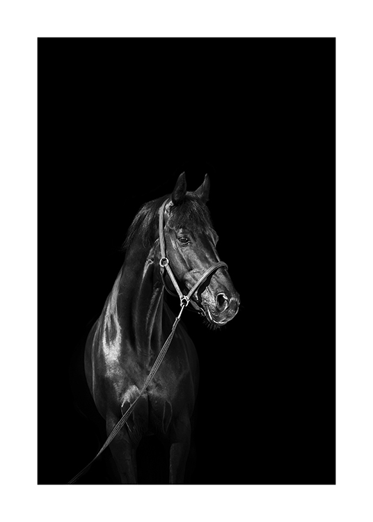  – Svarthvitt-fotografi av en svart hest med grime, mot en svart bakgrunn