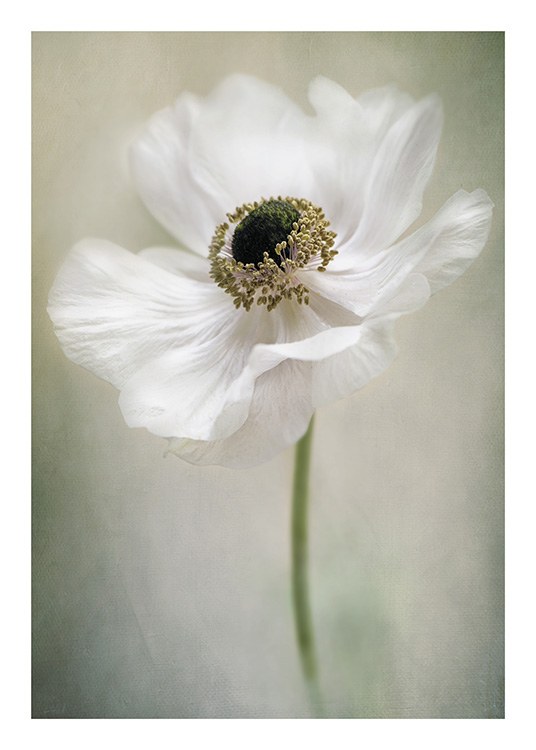 – Nærbilde av en valmueblomst med hvite kronblad og en grønn, uklar bakgrunn