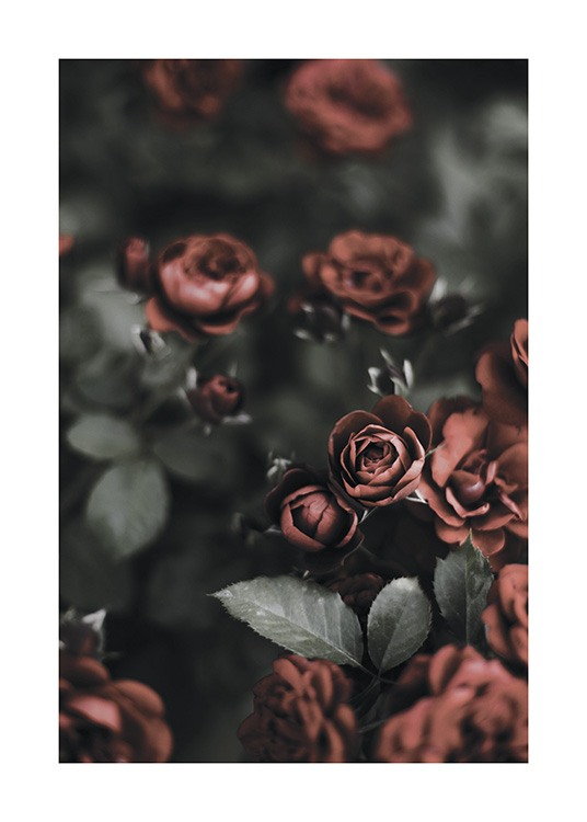 Roses In A Garden Plakat