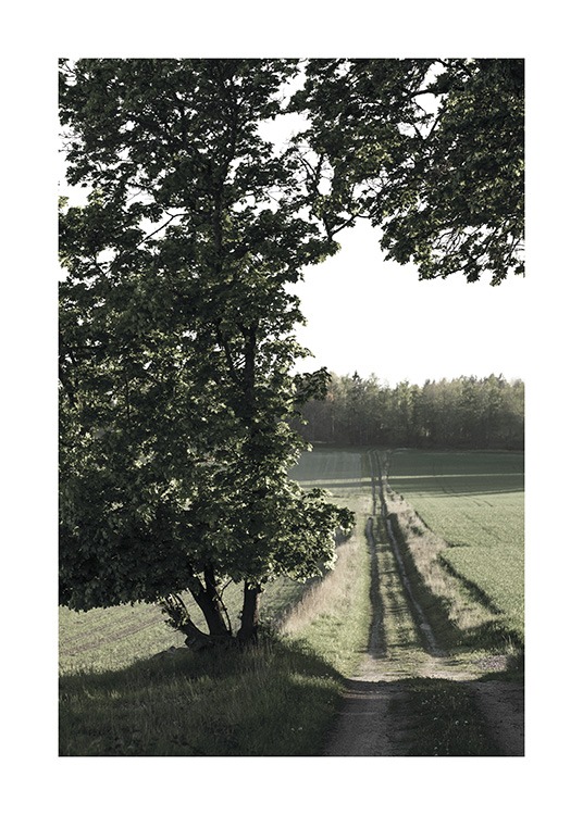  – Fotografi av en smal landevei og jorder med et stort tre i forgrunnen