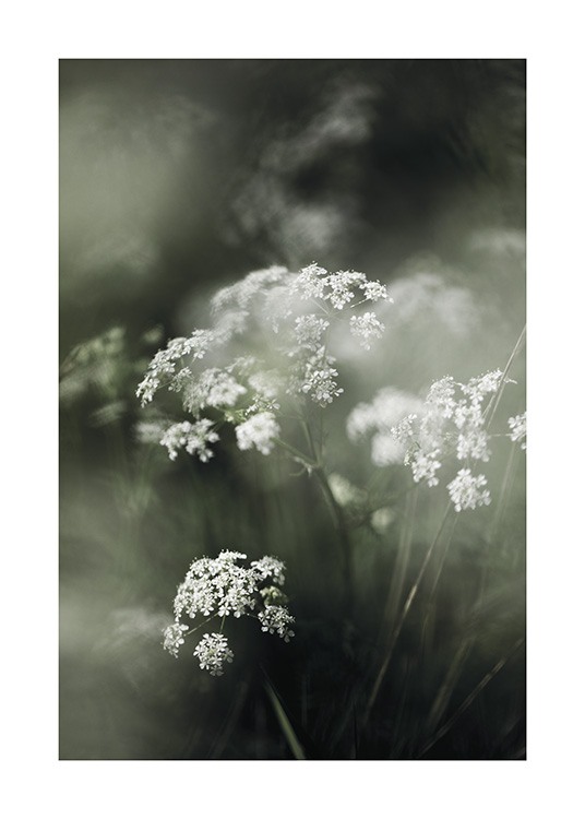  – Nærbilde av hvite blomster omgitt av grønt gress
