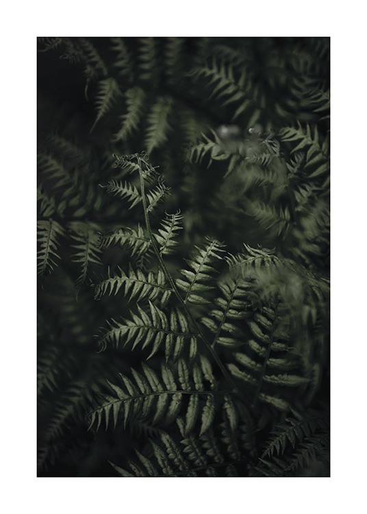 Green Fern Plakat
