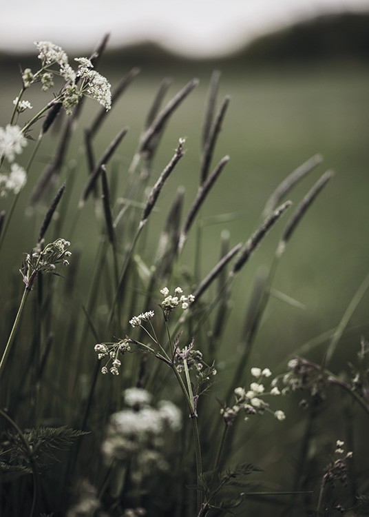  – Fotografi av små hvite blomster og grønt gress mot en uskarp bakgrunn