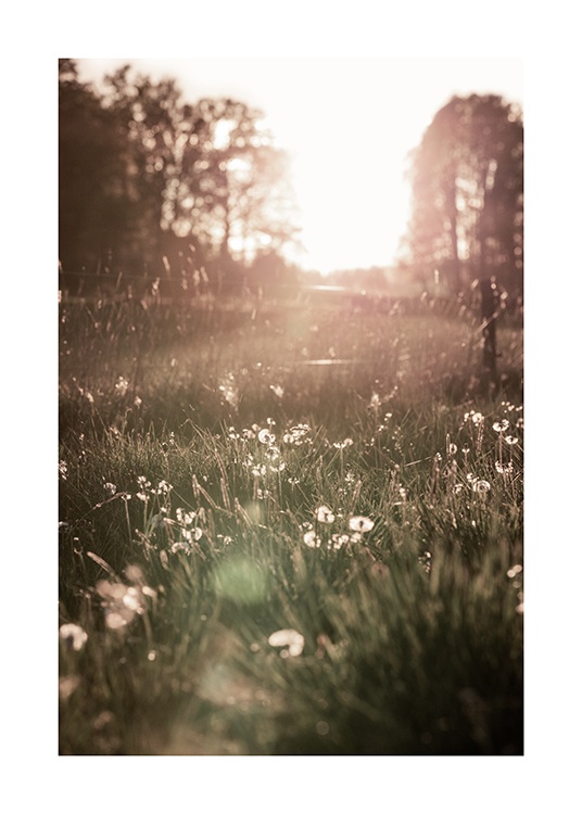  – Fotografi av hvite blomster i en eng i solnedgang