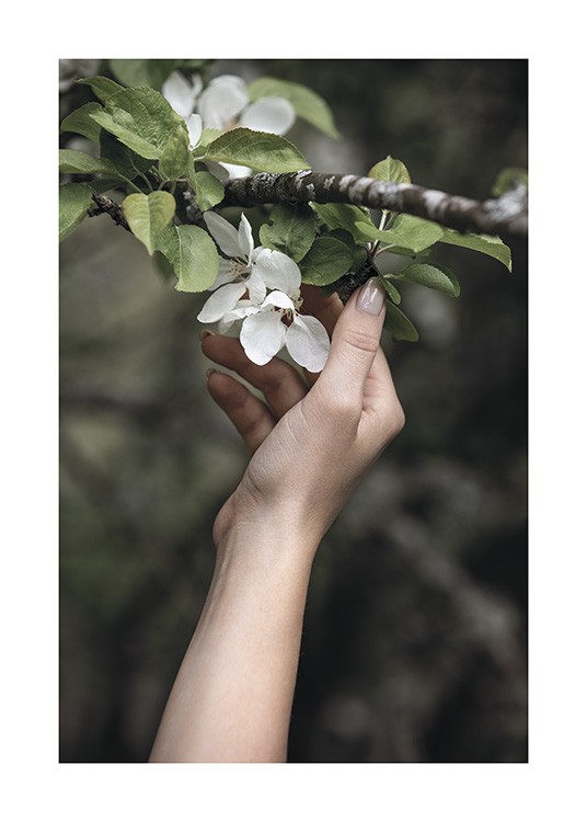 – Fotografi av en grein med hvite blomster og grønne blader, og en hånd som berører dem