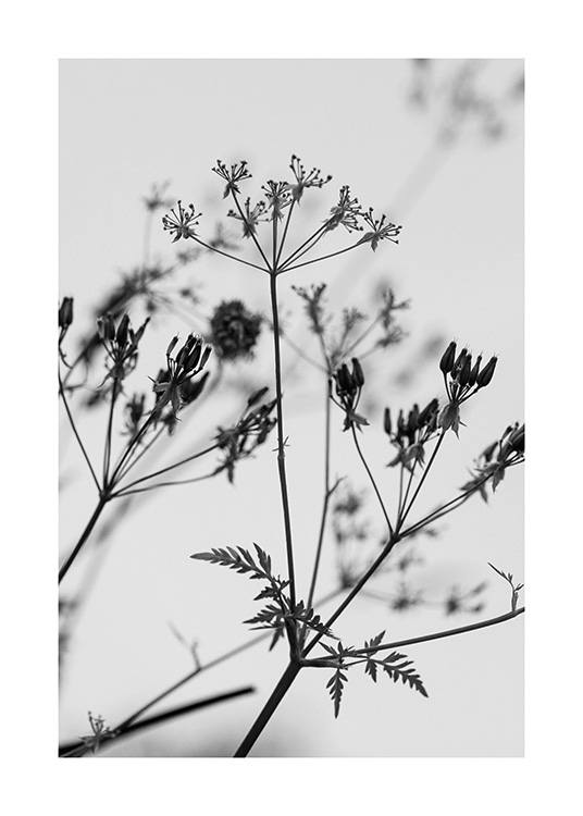  – Svarthvitt-fotografi av en bukett ville blomster mot en lysegrå bakgrunn