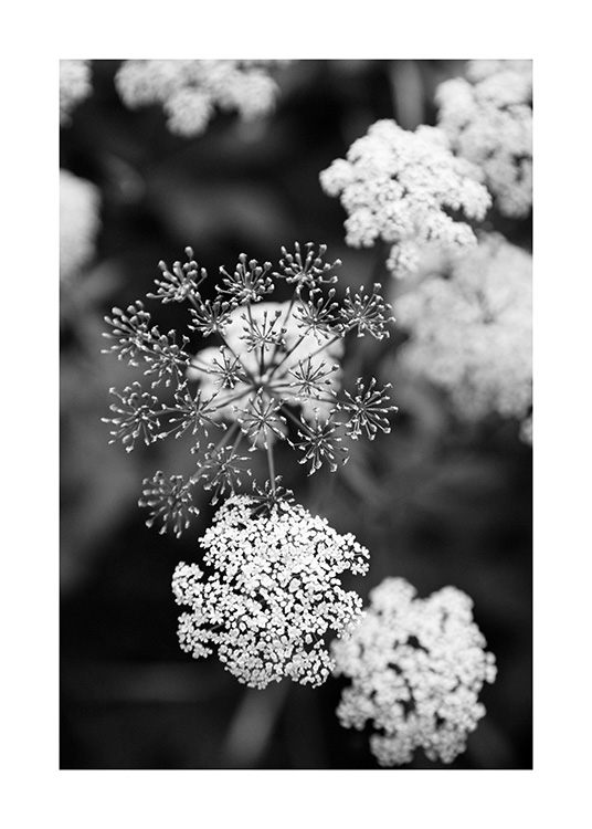  – Svarthvitt-fotografi av små, hvite blomster mot en uskarp bakgrunn