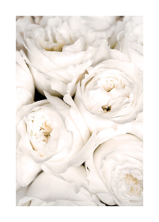  – Nærbilde av hvite roser som står tett sammen