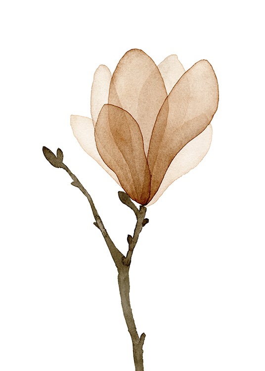  – Akvarell av en beige og brun magnolia mot en hvit bakgrunn