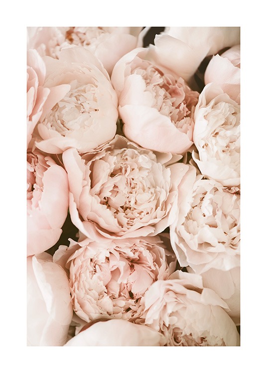 Pastel Peonies Plakat