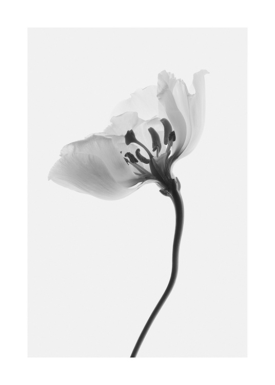  – Svarthvitt-fotografi av en blomst sett fra siden, mot en lysegrå bakgrunn