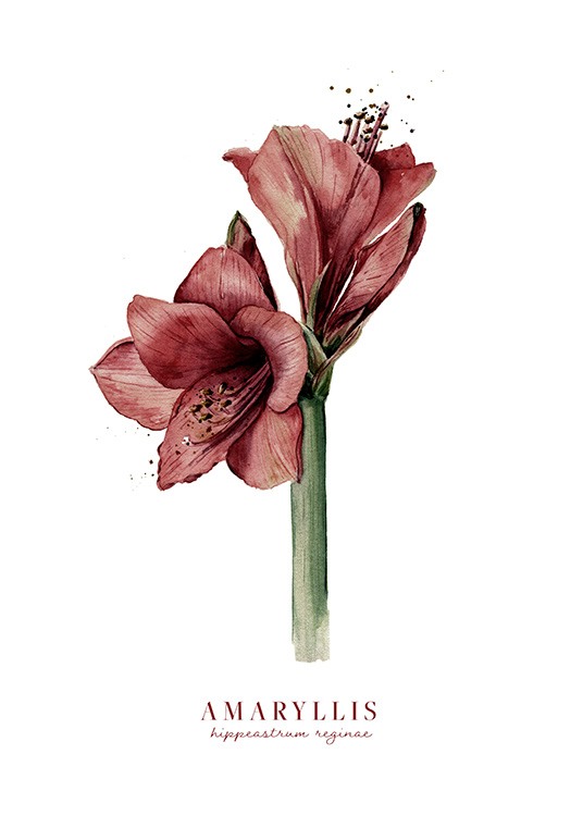 Watercolor Amaryllis Plakat