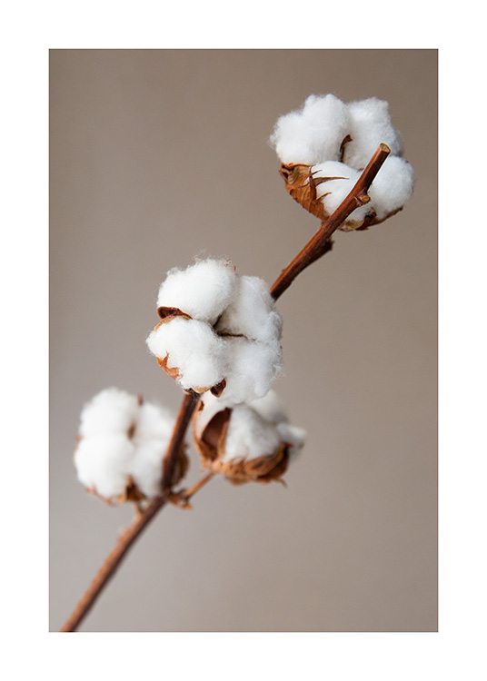 Cotton Flower Plakat