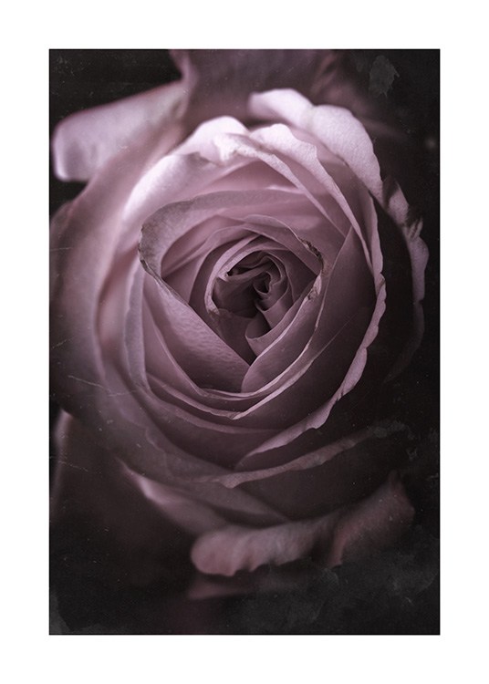 Antique Rose No2 Plakat