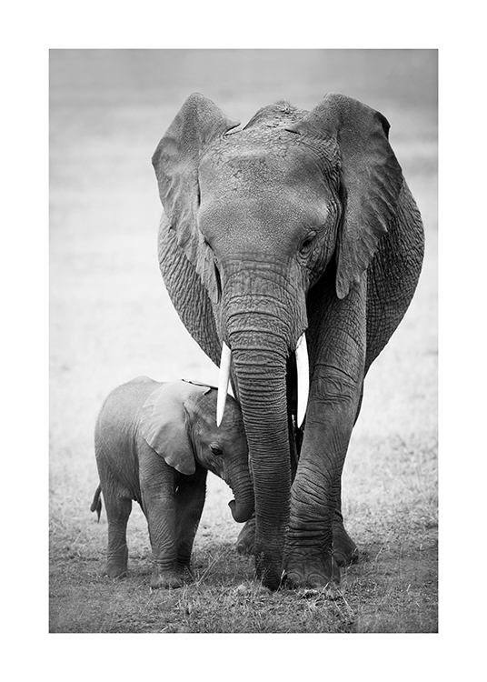  – Svarthvitt-fotografi av en babyelefant og en voksen elefant som går i ørkenen