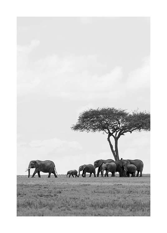  – Svarthvitt-fotografi av en flokk med elefanter under et tre i ørkenen