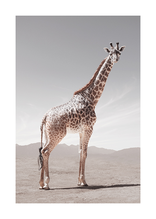  – Fotografi av en giraff i ørkenen, sett fra siden