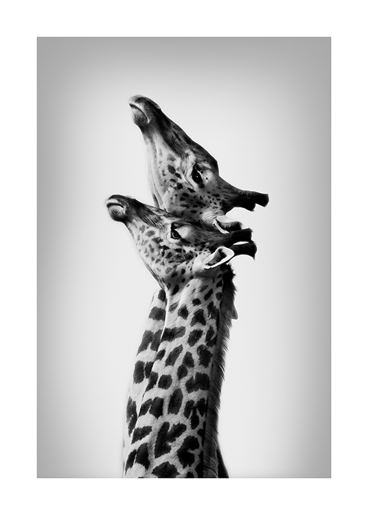  – Svarthvitt-fotografi av to giraffer som strekker hals