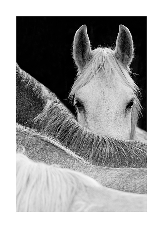  – Svarthvitt-fotografi av en hest som ser over ryggen på en annen hest