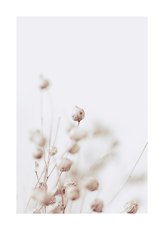  – Nærbilde av tørkede blomsterknopper i beige mot en lysegrå bakgrunn