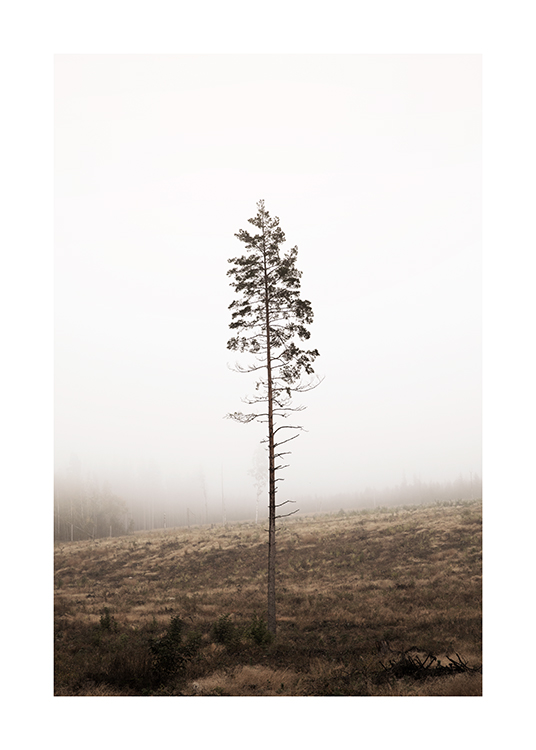  – Fotografi av et furutre med bar stamme, med en tåkete skog i bakgrunnen