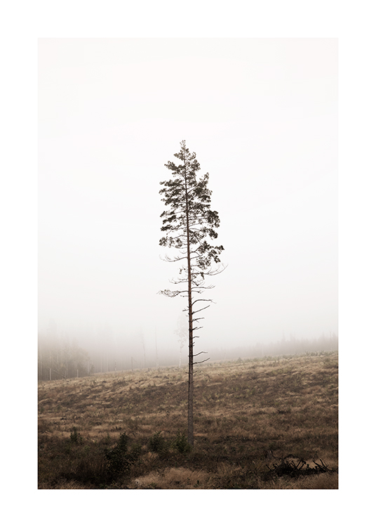 Lonely Pine Tree Plakat