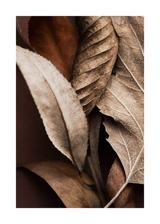 Brown Leaves Plakat