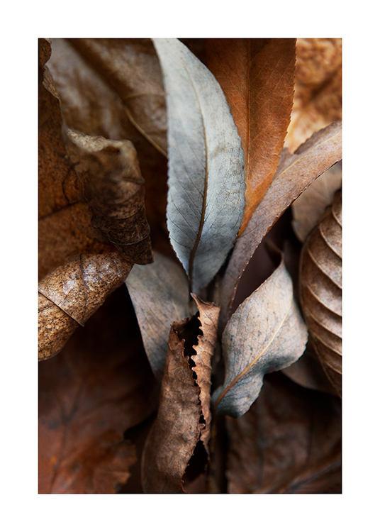 Autumn Leaves Plakat