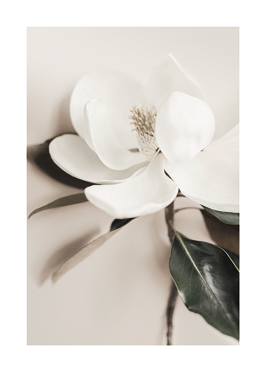  – Nærbilde av en blomst med hvite kronblader og grønne blader, mot en beige bakgrunn