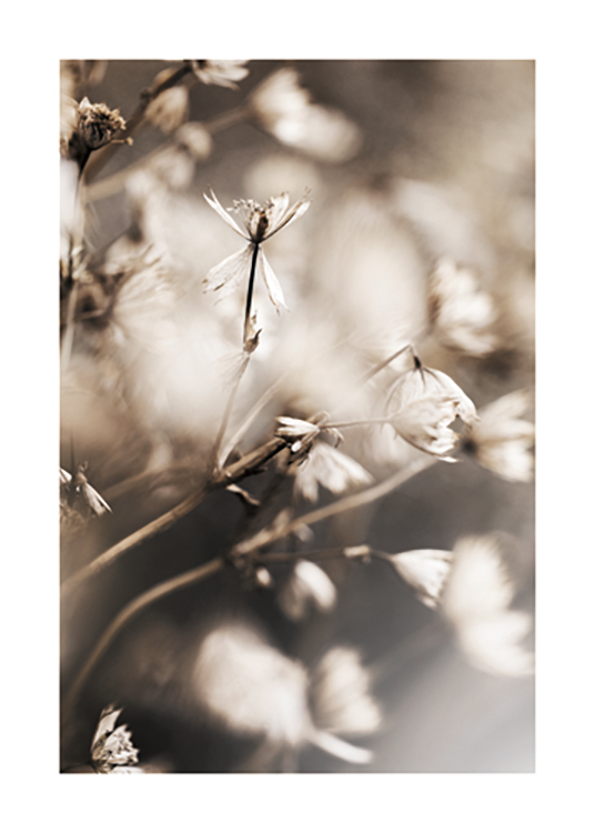  – Nærbilde av små blomster i lys beige med en uskarp bakgrunn