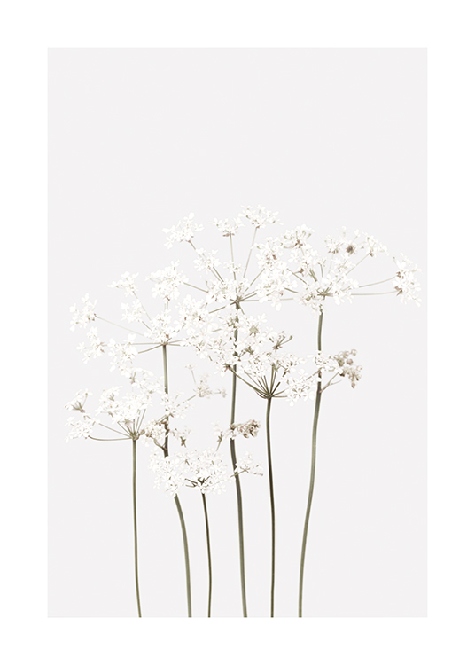  – En bukett viltvoksende, hvite blomster med grønne stengler mot en lysegrå bakgrunn