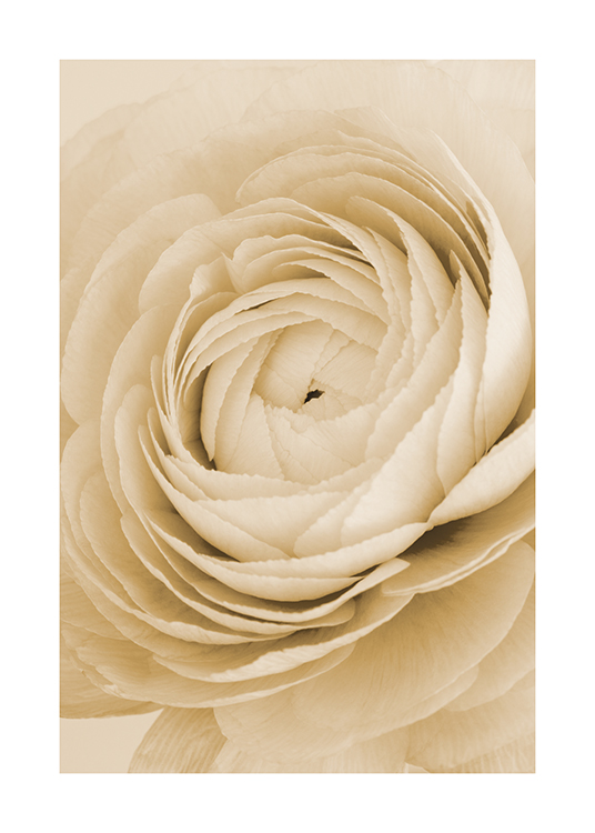  – Nærbilde av en gul rose