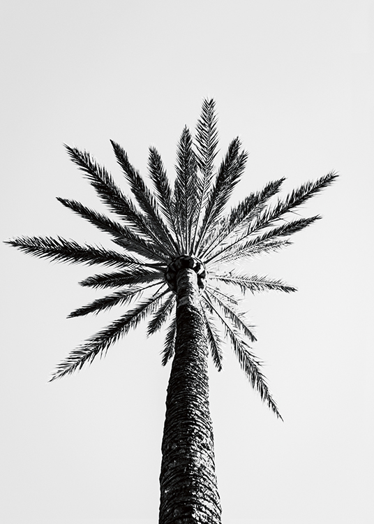  – Svarthvitt-fotografi av en stor palme sett fra undersiden