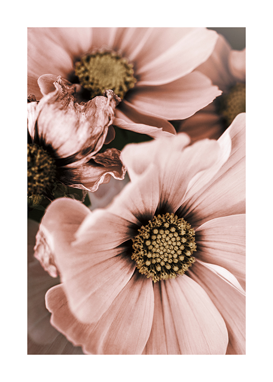  – Nærbilde av rosa blomster med beige senter